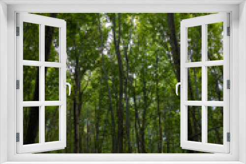 Fototapeta Naklejka Na Ścianę Okno 3D - Tall trees in lush forest. Carbon neutrality concept photo