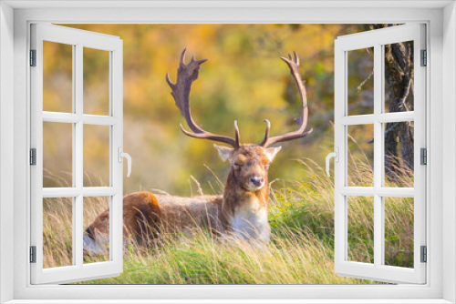 Fototapeta Naklejka Na Ścianę Okno 3D - Fallow deer stag, Dama Dama, with big antlers during rutting in Autumn season