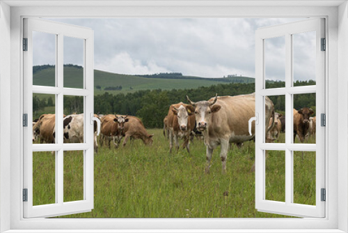 Fototapeta Naklejka Na Ścianę Okno 3D - Cows graze on a grassy field in the summer in a mountainous area. The concept of keeping cows in rural areas. Herd of cows.Panoramic shooting, banner for your advertising