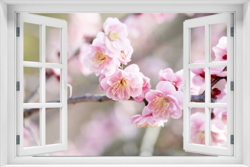 Fototapeta Naklejka Na Ścianę Okno 3D - 日本の春に満開となった梅