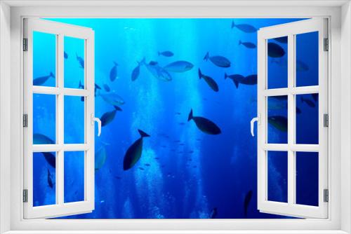 Fototapeta Naklejka Na Ścianę Okno 3D - flock of fish diving bubbles blue background abstract nature