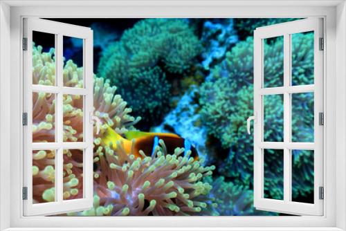 Fototapeta Naklejka Na Ścianę Okno 3D - clown fish red sea, underwater reef anemone