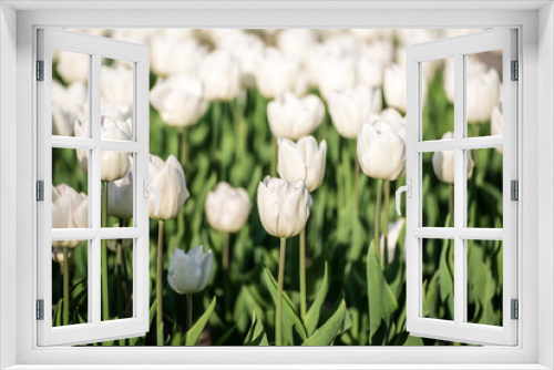 Fototapeta Naklejka Na Ścianę Okno 3D - White tulip flowers