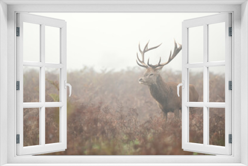 Fototapeta Naklejka Na Ścianę Okno 3D - Red deer stag in the morning mist in autumn