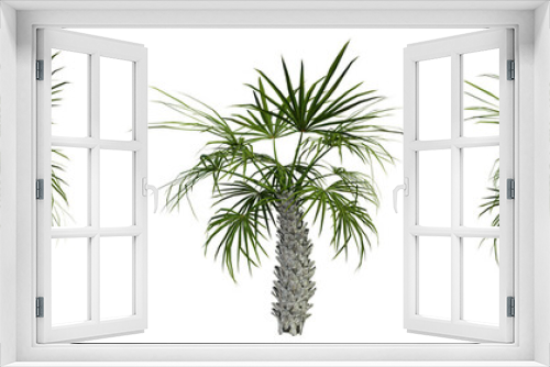 Fototapeta Naklejka Na Ścianę Okno 3D - palm tree isolated on white, photoreal render