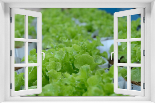 Fototapeta Naklejka Na Ścianę Okno 3D - Fresh organic green oak lettuce growing on a natural farm.