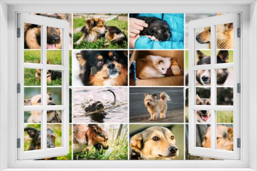 Fototapeta Naklejka Na Ścianę Okno 3D - Homeless Dogs Bundle Set. Funny Mixed Breed Dogs Portraits Close up mongrel dog