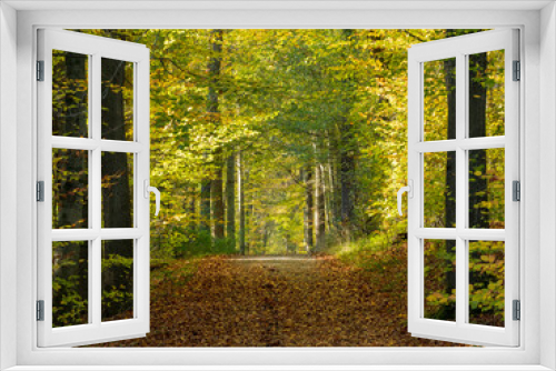 Fototapeta Naklejka Na Ścianę Okno 3D - Forêt de Soignes en Belgique