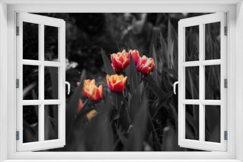 Fototapeta Naklejka Na Ścianę Okno 3D - Tulipany 