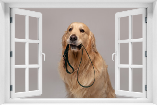 Fototapeta Naklejka Na Ścianę Okno 3D - Golden Retriever dog sits and holds a leash in his teeth looking at the camera against a white background