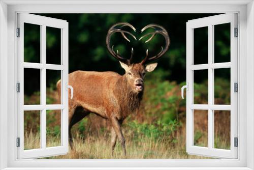 Fototapeta Naklejka Na Ścianę Okno 3D - Red deer stag with heart shaped antlers