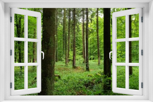 Fototapeta Naklejka Na Ścianę Okno 3D - Wald Spaziergang – Natur geniessen - Grüne Bäume - Naturschutz - Viele Bäume