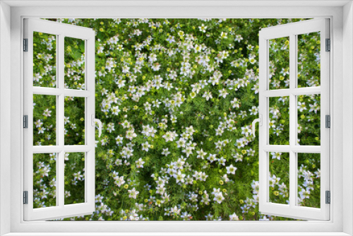 Fototapeta Naklejka Na Ścianę Okno 3D - Blooming White Nigella sativa flowers in the field. Top view Texture background