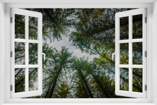 Fototapeta Naklejka Na Ścianę Okno 3D - Looking up in a forest in the Carpathian Mountains