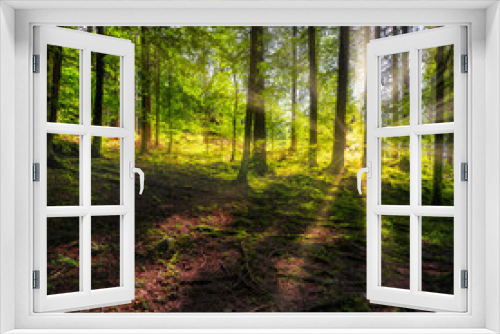 Fototapeta Naklejka Na Ścianę Okno 3D - Inside the woods