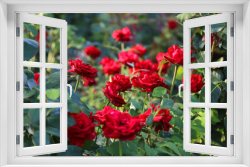 Fototapeta Naklejka Na Ścianę Okno 3D - Red roses bushes in the garden close up.