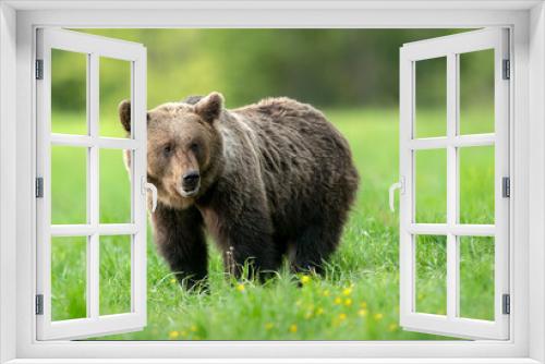 Fototapeta Naklejka Na Ścianę Okno 3D - Wild brown bear ( Ursus arctos )