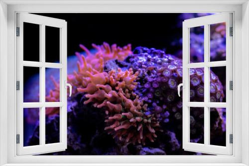 Fototapeta Naklejka Na Ścianę Okno 3D - Rose Bubble-tip anemone - (Entacmaea quadricolor)