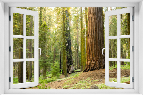 Fototapeta Naklejka Na Ścianę Okno 3D - Single Giant Sequoia Stands Among Moss Covered Pines