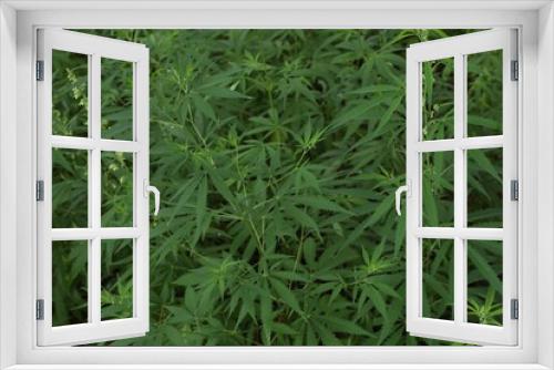 Fototapeta Naklejka Na Ścianę Okno 3D - Green organic hemp plants on blurred background
