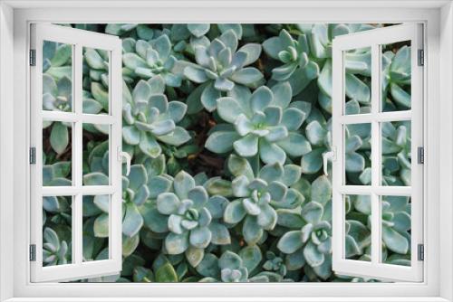 Fototapeta Naklejka Na Ścianę Okno 3D - X Graptoveria Opalina in botanic garden