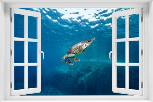 Fototapeta Naklejka Na Ścianę Okno 3D - Hawksbill Turtle in the crystal blue ocean swimming close to water surface. Adorable marine life behavior. Sea turtle conservation concept