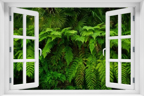 Fototapeta Naklejka Na Ścianę Okno 3D - fern plants in tropical nature