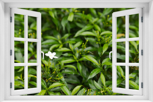 Fototapeta Naklejka Na Ścianę Okno 3D - white jasmine flowers in botanical garden, selective focus, copy space, malaysia