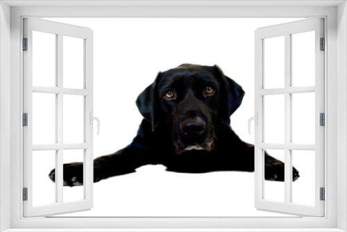 Fototapeta Naklejka Na Ścianę Okno 3D - Front view of a black labrador retriever looking at the camera with beautiful brown eyes. He is lying on front and has paws spread.