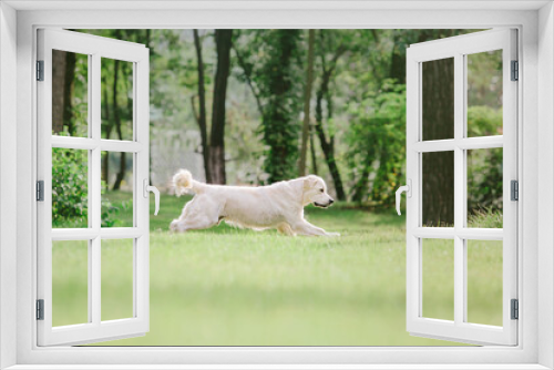 Fototapeta Naklejka Na Ścianę Okno 3D - Golden Retriever dog at the park. Dog smilimg. Cute furry pet outdoor.  Cute dog and good friend. Free space to copy text.