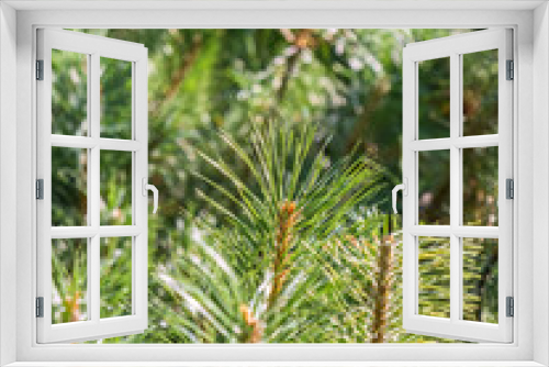 Fototapeta Naklejka Na Ścianę Okno 3D - Green small pine trees with fresh shoots in spring or summer