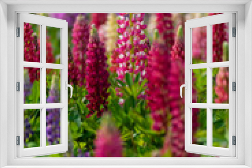 Fototapeta Naklejka Na Ścianę Okno 3D - Closeup view of flower Lupinus in garden