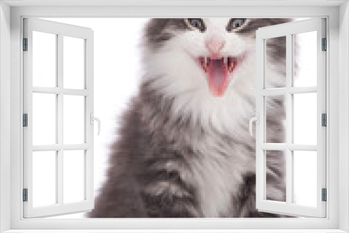 Fototapeta Naklejka Na Ścianę Okno 3D - Norwegische Waldkatze gähnt