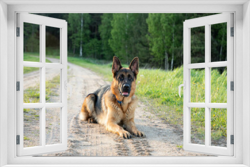 Fototapeta Naklejka Na Ścianę Okno 3D - A large shepherd dog lies on the sand in a full-face, against the background of the forest and landscape.