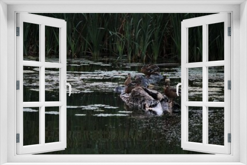 Fototapeta Naklejka Na Ścianę Okno 3D - ducks in the lake