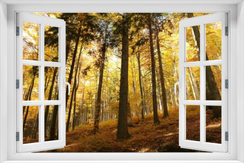 Fototapeta Naklejka Na Ścianę Okno 3D - Majestic autumnal forest just after sunrise