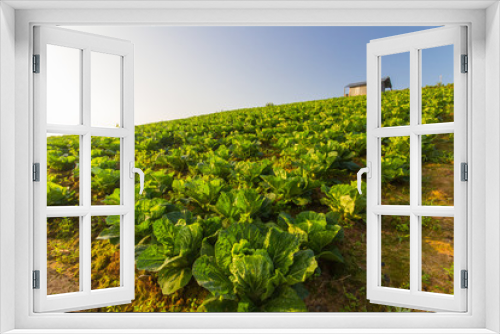 Fototapeta Naklejka Na Ścianę Okno 3D - cabbage farm under sunrise