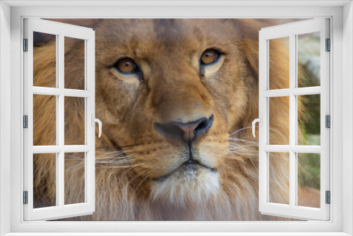 Fototapeta Naklejka Na Ścianę Okno 3D - ライオンの顔