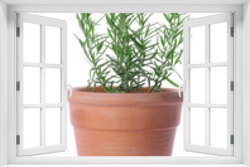 Fototapeta Naklejka Na Ścianę Okno 3D - Aromatic green potted rosemary on white background