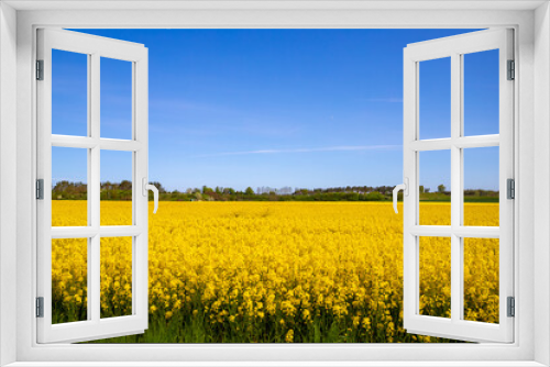 Fototapeta Naklejka Na Ścianę Okno 3D - Panorama picture of a yellow rapeseed field with blue sky