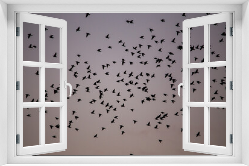 Fototapeta Naklejka Na Ścianę Okno 3D - Vogelschwarm Formation 