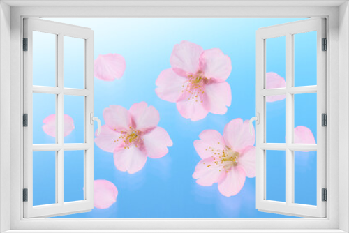 Fototapeta Naklejka Na Ścianę Okno 3D - サクラの花　ブルーのグラデーション背景