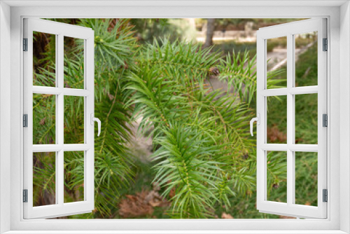 Fototapeta Naklejka Na Ścianę Okno 3D - Cunninghamia lanceolata or Chinese fir conifer tree