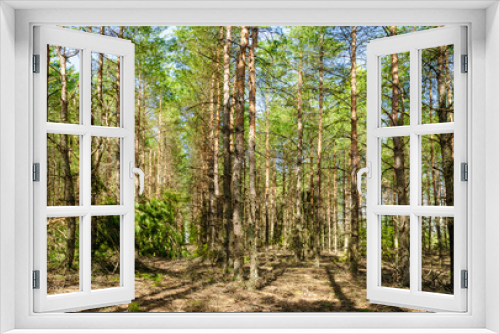 Fototapeta Naklejka Na Ścianę Okno 3D - pine forest in early spring
