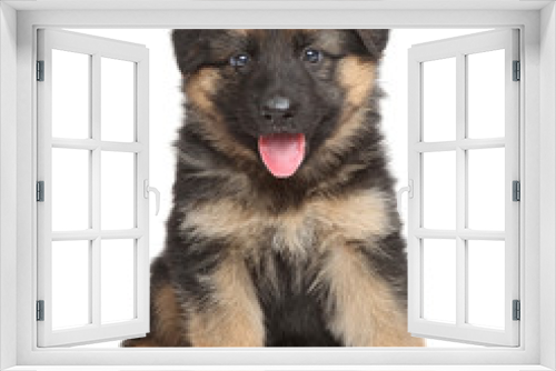 Fototapeta Naklejka Na Ścianę Okno 3D - German shepherd puppy