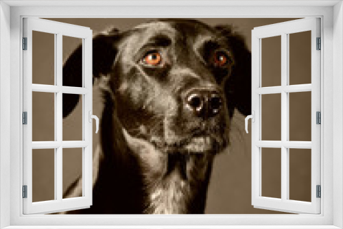 Fototapeta Naklejka Na Ścianę Okno 3D - black dog (58)