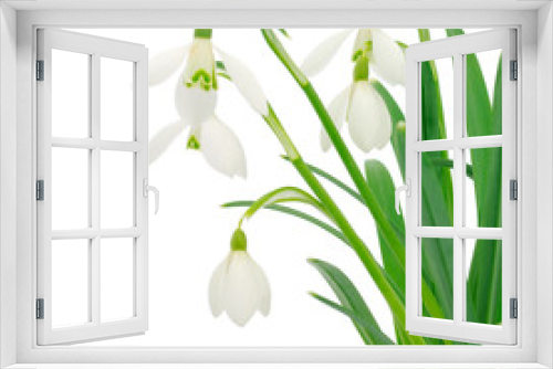 Fototapeta Naklejka Na Ścianę Okno 3D - Snowdrops (Galanthus nivalis) on white background