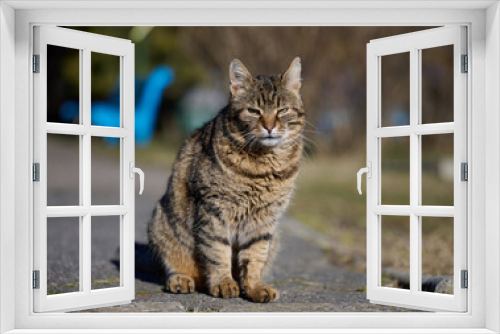 Fototapeta Naklejka Na Ścianę Okno 3D - Portrait of an adult gray street cat
