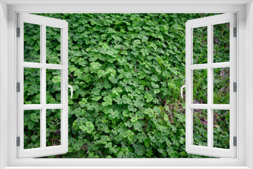 Fototapeta Naklejka Na Ścianę Okno 3D - Patch of green clover