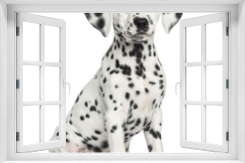 Fototapeta Naklejka Na Ścianę Okno 3D - Front view of a Dalmatian puppy sitting, facing, isolated